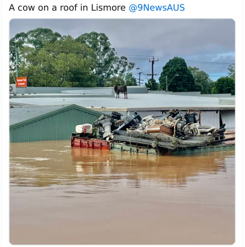 You've heard of Elf on a Shelf, now get ready for Hoof on a Roof.